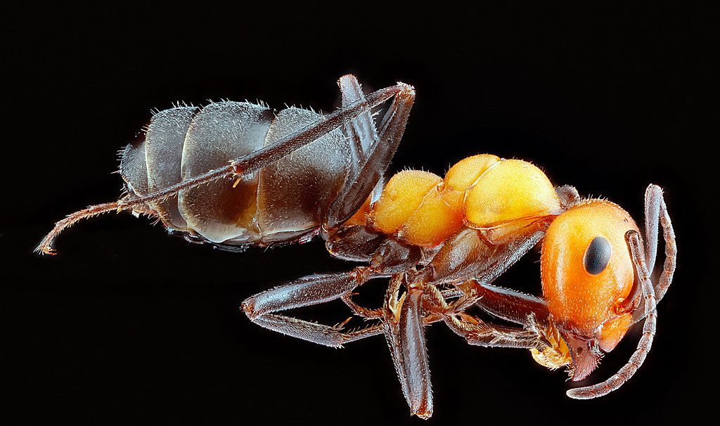 Ant Control service in Elizabeth, NJ