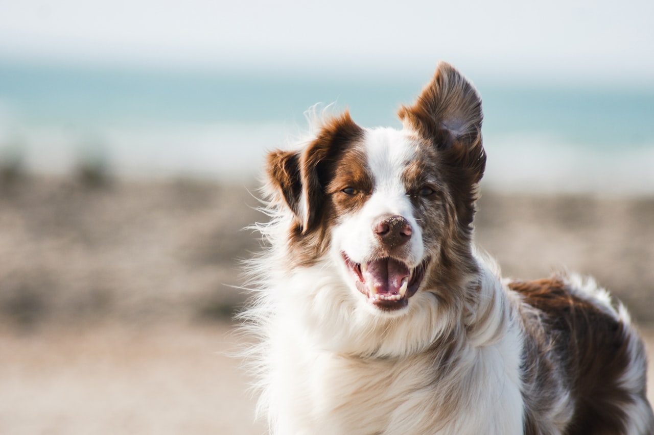 Flea & Tick Control service in Elizabeth, NJ