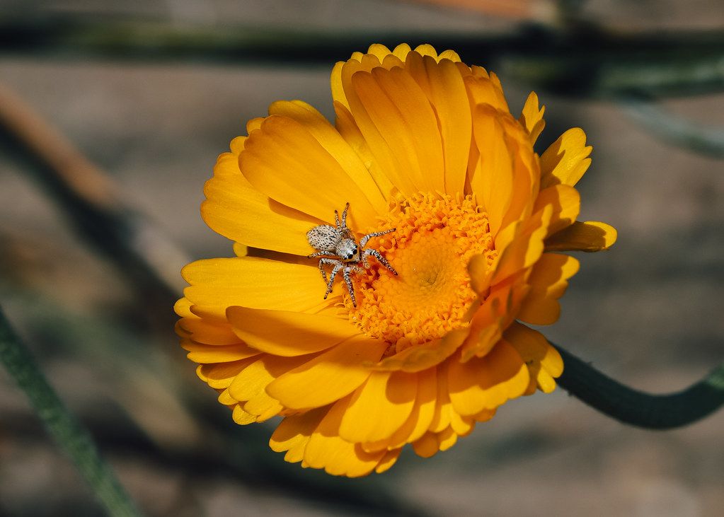 Spider Control service in Elizabeth, NJ